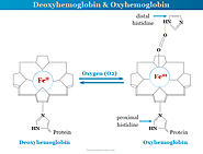 How does oxygen bind to hemoglobin?