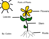 Parts of a Plant