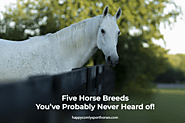 Top Five Horse Breeds You’ve Probably Never Heard of!