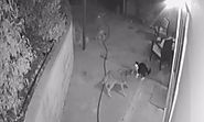 Fearless kitty Max squares up to three vicious coyotes | Daily Mail Online