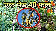 एक ऐसा पेड़ जिसपर 40 तरह के फल एक साथ लगते है - Tree of 40 Fruit | Hindipatrika
