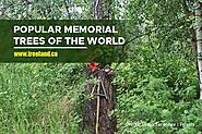 Popular Memorial Trees of the World - Caledon Treeland