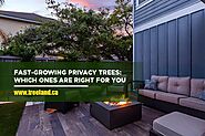 Fast-Growing Privacy Trees: Which Ones Are Right for You - Caledon Treeland