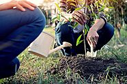 Top Mistakes When Planting Trees - Caledon Treeland