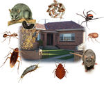 The Most Common Solutions Of A Pest Control Firm