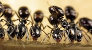 Why You May Need To Use Ant Control And Removal Solutions