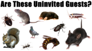 Cleanse Your House Of Pests With The Aid Of Expert Bug Control Services