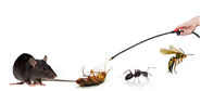 Top Five To Choose The Best Pest Control Company