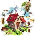 Top 5 To find the Finest Pest Control Company