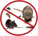 Best 5 To choose the Ideal Pest Control Company