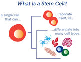 What Is Stem Cell Research