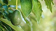 Avocado fruit - Potential Health Benefits of - World e Newz