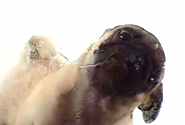 Pug Licking Your Screen