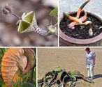 15 Rare, Exotic & Amazing Plant Species - WebEcoist