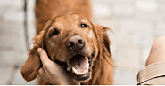 How To Pet A Dog Properly – The Way You Touch Dog Matters