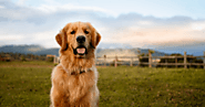 Best Pet Dogs to Own for Canine Lovers! | ProPetCares