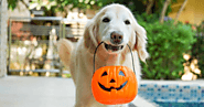 Follow these 6 Halloween safety tips for pets | Pet care Blogs