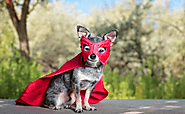 Guide to Find the Perfect Halloween Costume For Pets | by Andrew Jones | Oct, 2021 | Medium