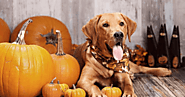 How to Keep Pet Halloween Safe and Healthy? – Pet Care Essentials