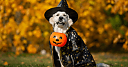 Different Ways To Enjoy Halloween With Your Doggo
