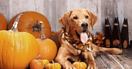 GUIDE TO FOLLOW WHEN YOUR DOG EATS HALLOWEEN CANDY - PRO PET CARE TIPS