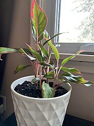 Chinese Evergreen Plant