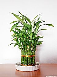 Lucky Bamboo