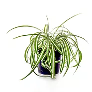 Spider Plant