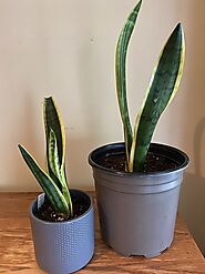 Snake Plants