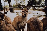 Explore Melbourne Zoo