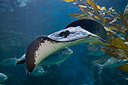 Visit SEA LIFE Melbourne Aquarium