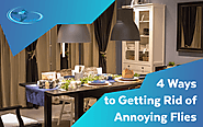 4 Ways to Getting Rid of Annoying Flies - CLEAN HOUSE INC