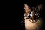 Ma quỷ sợ mèo và những truyền thuyết về linh miêu - Quynh Anh Blog