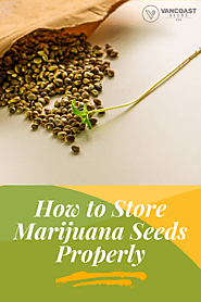 How to Store Marijuana Seeds Properly - Vancoast Seeds - Wholesale Marijuana Seeds Store