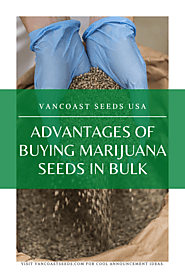 Advantages of Buying Marijuana Seeds in Bulk - Vancoast Seeds - Wholesale Marijuana Seeds Store