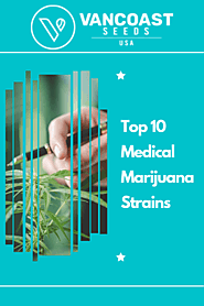 Top 10 Medical Marijuana Strains - Vancoast Seeds - Wholesale Marijuana Seeds Store