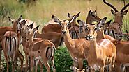 Rwanda Wildlife Safari