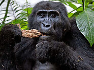 rwanda gorilla safaris