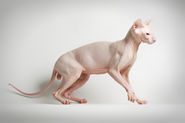 Sphynx