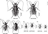 Cockroach Control Services in Chennai, Cockroach Pest Control Services in Keelkattalai, Madipakkam, Medavakkam - Pest...