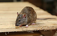 Rodent Control Services in chennai, Rat Control Services in Madipakkam | Keelkattalai | Medavakkam - Pestronics