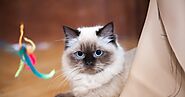 Pets - CAT Communication, Behavior and Intelligence And Their Interaction With Humans || Grooming Pets - Grooming Pets