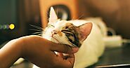 4 Easy Ways to Make Your Pet Cat Happier || Grooming Pets - Grooming Pets