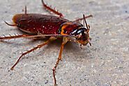 Cockroach Pest Control in Mumbai