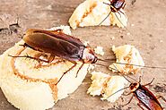 Cockroach Pest Control in Mumbai with 100% Secure