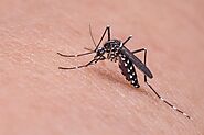Mosquito Pest Control in Mumbai with Safe