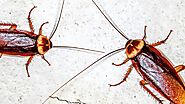 Cockroach Pest Control in Mumbai Offers by Elix Pest