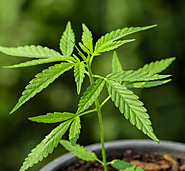 Opting to buy CBD oil in Barking and Dagenham? Herbalsonlineshopee has you covered. We offer a wide range of CBD prod...