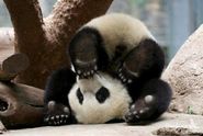 Panda Toes