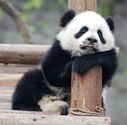 Tired Panda